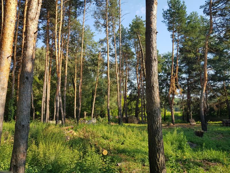 Продам 25 сот земли в лесу соснах с. Ходосовка ( район Лесники Мануфактура ) 8 км Киев